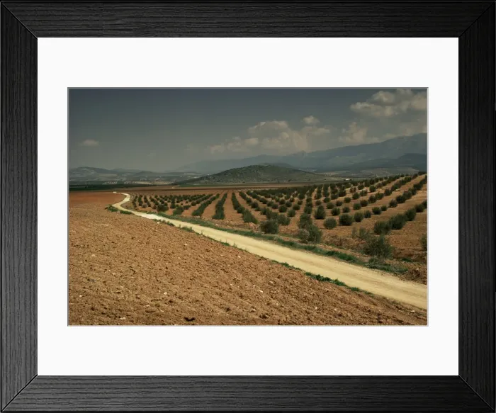 Framed Print : Landscape with olive trees Framed Print : Landscape with olive trees