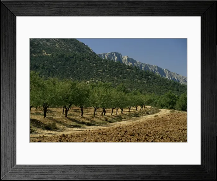 Framed Print : Mountains and olive trees Framed Print : Mountains and olive trees