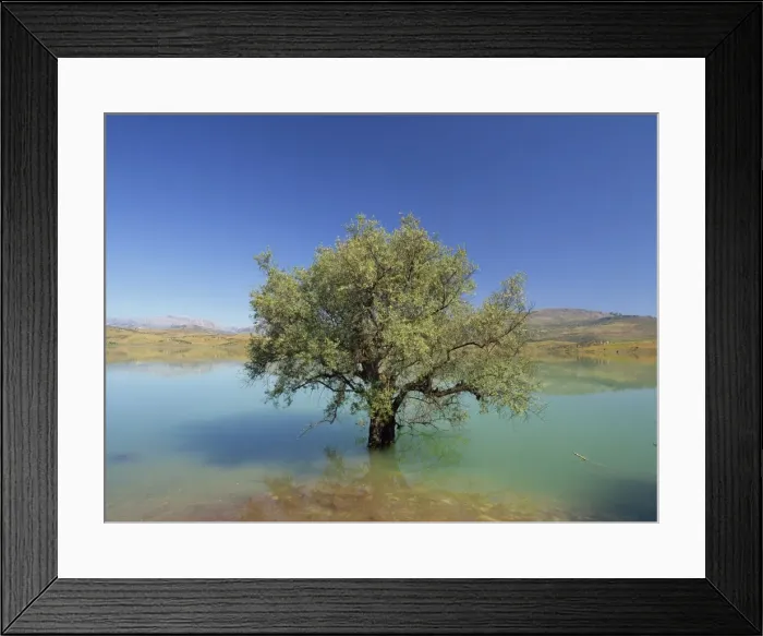 Framed Print : Tranquil scene of landscape of an olive tree on Framed Print : Tranquil scene of landscape of an olive tree on