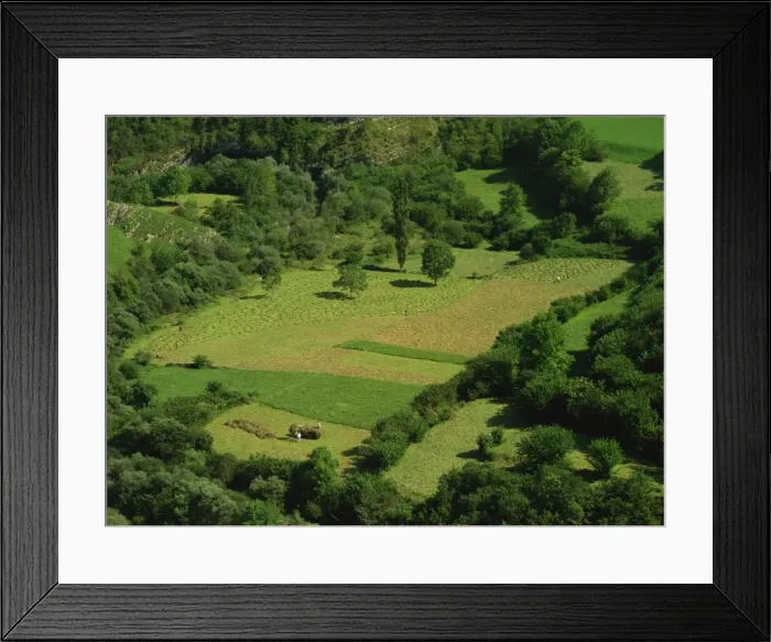 Framed Print : Aerial view of haymaking in fields near Potes in Framed Print : Aerial view of haymaking in fields near Potes in