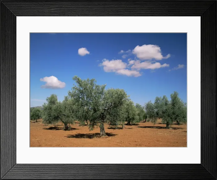 Framed Print : Olive grove near Ronda Framed Print : Olive grove near Ronda