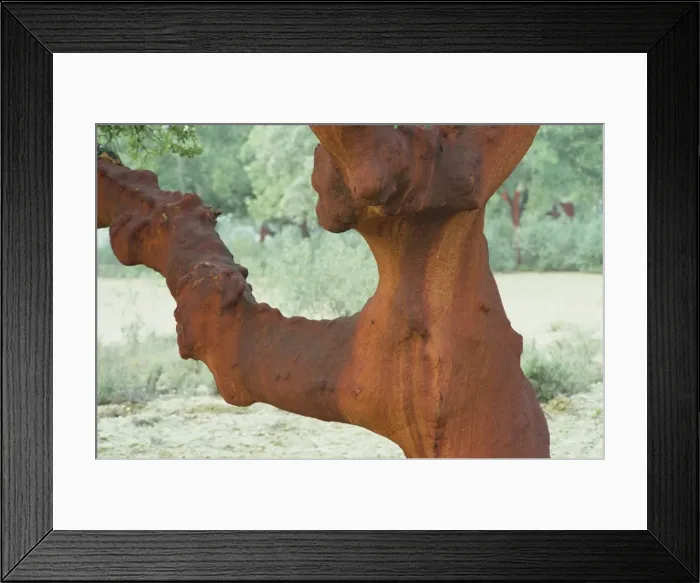 Framed Print : Close-up of the trunk and branch of a cork oak tree (quercus suber) Framed Print : Close-up of the trunk and branch of a cork oak tree (quercus suber)
