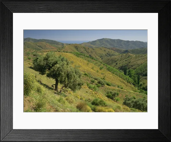 Framed Print : Landscape of hills near Competa in the Malaga region of Andalucia Framed Print : Landscape of hills near Competa in the Malaga region of Andalucia
