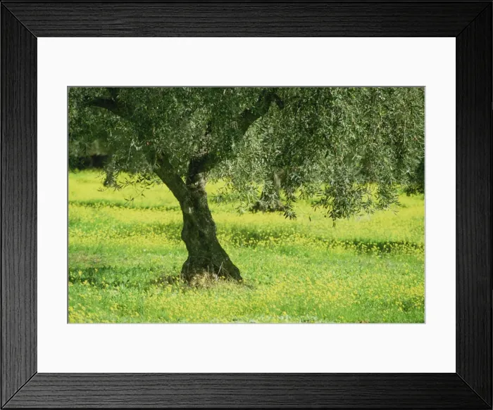 Framed Print : Landscape of olive tree and wild flowers near Trujillo Framed Print : Landscape of olive tree and wild flowers near Trujillo