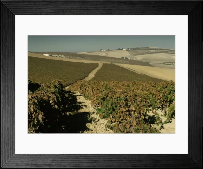 Framed Print : Vineyards near Jerez Framed Print : Vineyards near Jerez