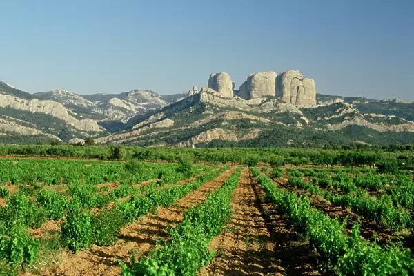 Vineyards of the Terra Alta