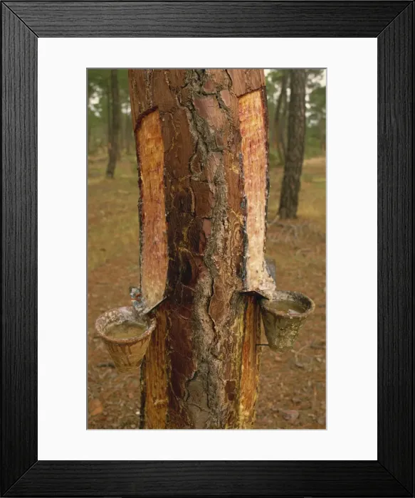 Framed Print : Close-up of pots on tree trunk used for collecting Framed Print : Close-up of pots on tree trunk used for collecting