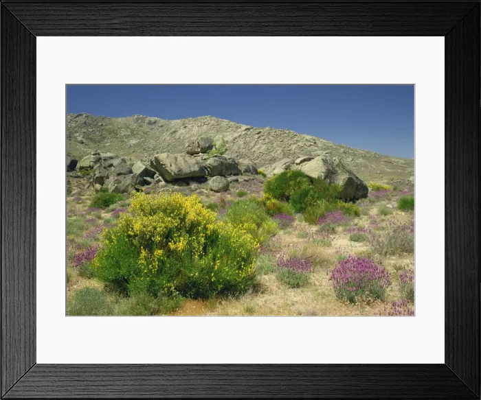 Framed Print : Arid landscape with plants and bushes in flower Framed Print : Arid landscape with plants and bushes in flower