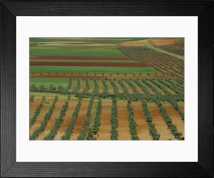 Framed Print : Aerial view of trees and farmland near Almagro in Castile la Mancha Framed Print : Aerial view of trees and farmland near Almagro in Castile la Mancha