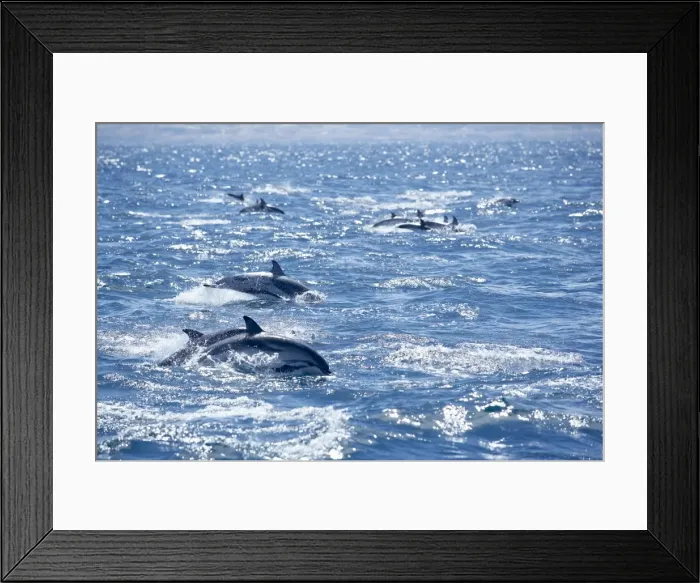 Framed Print : Group of striped dolphins (Stenella coeruleoalba) swimming Framed Print : Group of striped dolphins (Stenella coeruleoalba) swimming