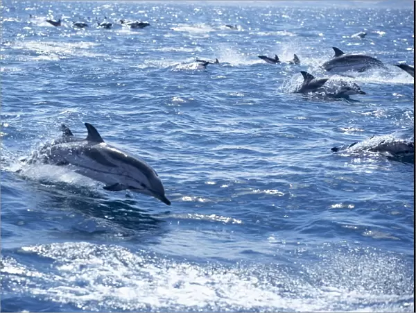 Group of striped dolphins (Stenella coeruleoalba) swimming