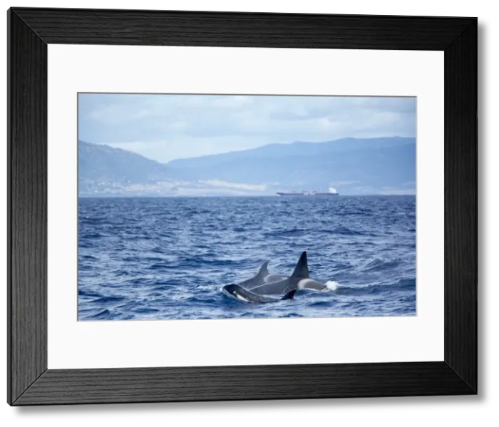 Framed Print : Family of killer whales (Orcinus orca) at surface off Tarifa coast Framed Print : Family of killer whales (Orcinus orca) at surface off Tarifa coast