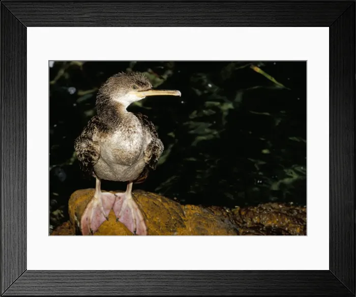 Framed Print : Close-up of a cormorant