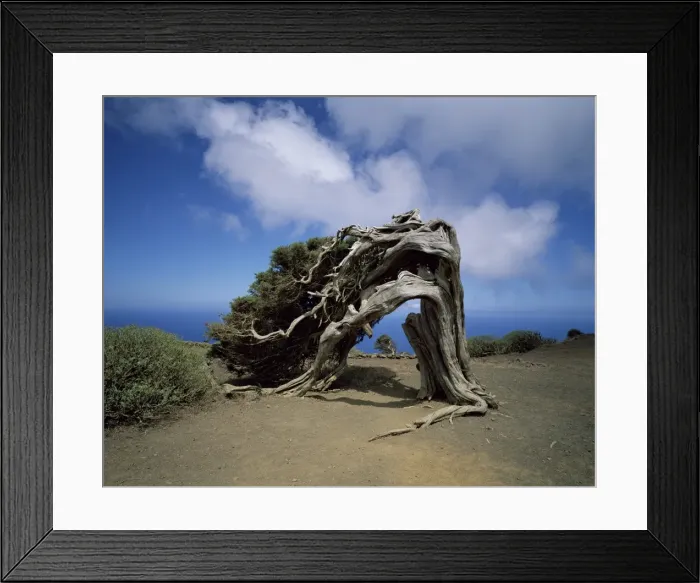 Framed Print : Sabina tree at El Sabinar