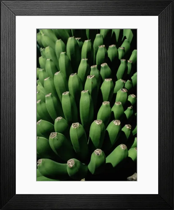 Framed Print : Close-up of green bananas (platanos canarios)