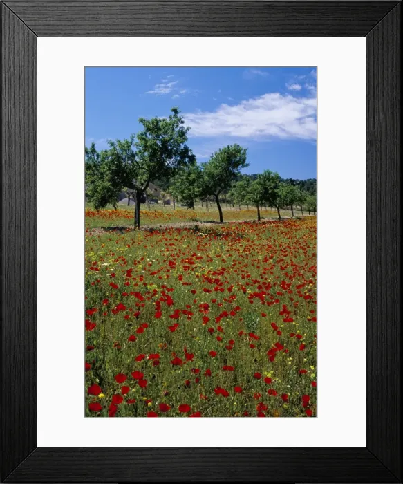 Framed Print : Poppies and trees in springtime Framed Print : Poppies and trees in springtime