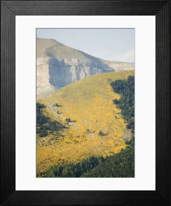 Framed Print : Summer flowers Framed Print : Summer flowers
