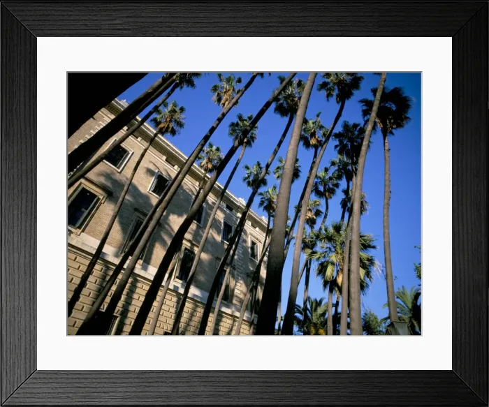 Framed Print : Palm trees Framed Print : Palm trees