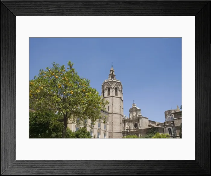 Framed Print : orange tree