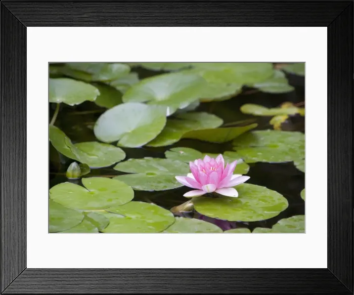 Framed Print : Pink water lily in pond, Jardin Botanico (Botanical Gardens), Valencia, Costa del Azahar, Spain, Europe Framed Print : Pink water lily in pond, Jardin Botanico (Botanical Gardens), Valencia, Costa del Azahar, Spain, Europe