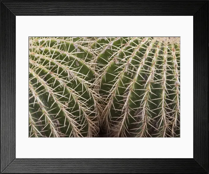 Framed Print : Cactus, Echinocactus Grusonii Hildmann, Jardin Botanico (Botanical Gardens), Valencia, Mediterranean, Costa del Azahar, Spain, Europe