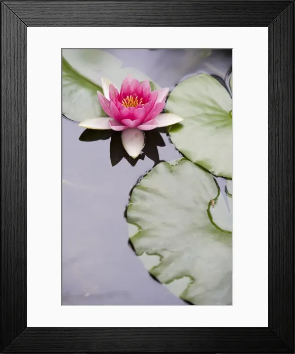 Framed Print : Pink water lily in pond, Jardin Botanico (Botanical Gardens), Valencia, Costa del Azahar, Spain, Europe Framed Print : Pink water lily in pond, Jardin Botanico (Botanical Gardens), Valencia, Costa del Azahar, Spain, Europe