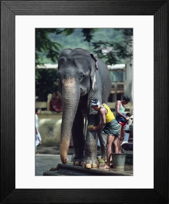 Framed Print : Man washing working elephant Framed Print : Man washing working elephant