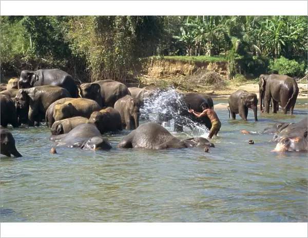 Elephants being washed near the Elephant Orphanage