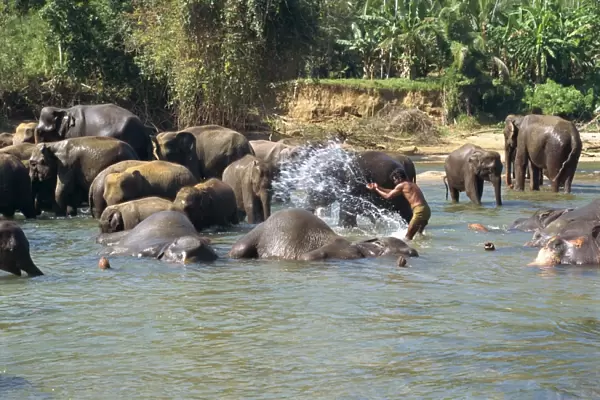 Elephants being washed near the Elephant Orphanage