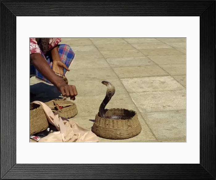Framed Print : Snake charmer on the waterfront Framed Print : Snake charmer on the waterfront