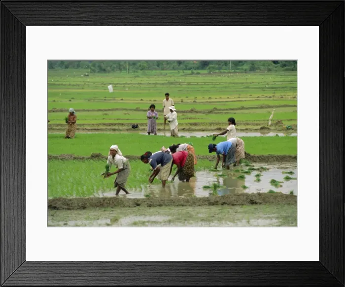 Framed Print : Rice farming
