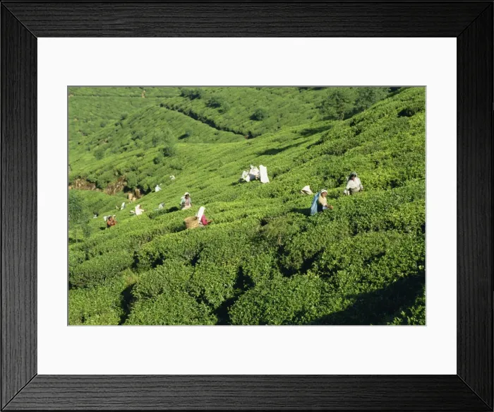 Framed Print : Tea plucking Framed Print : Tea plucking