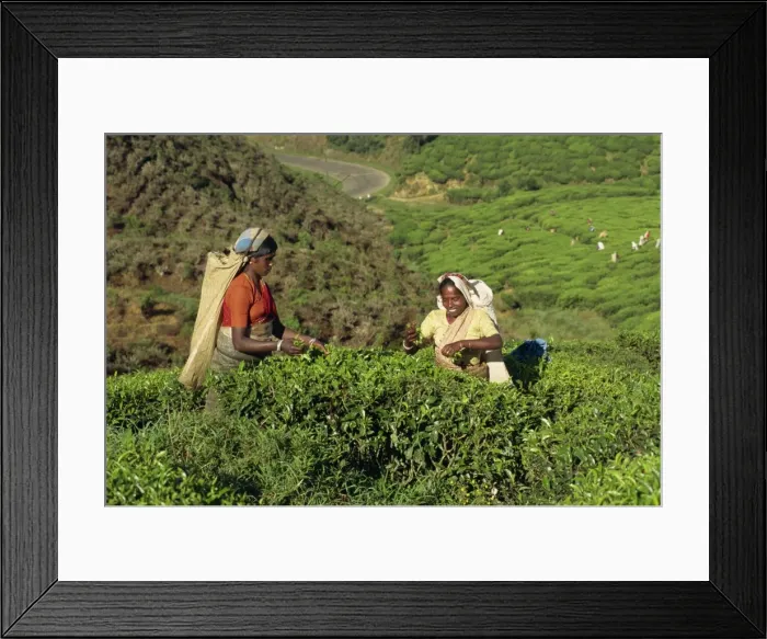 Framed Print : Tea plucking Framed Print : Tea plucking
