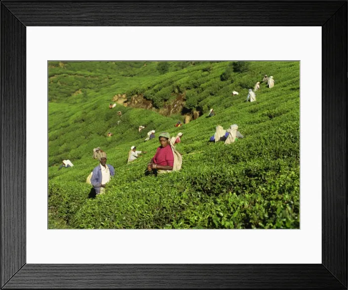 Framed Print : Men and women picking tea on a sloping tea garden near Framed Print : Men and women picking tea on a sloping tea garden near