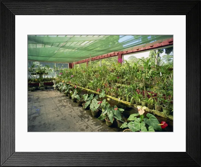Framed Print : Botanical Gardens