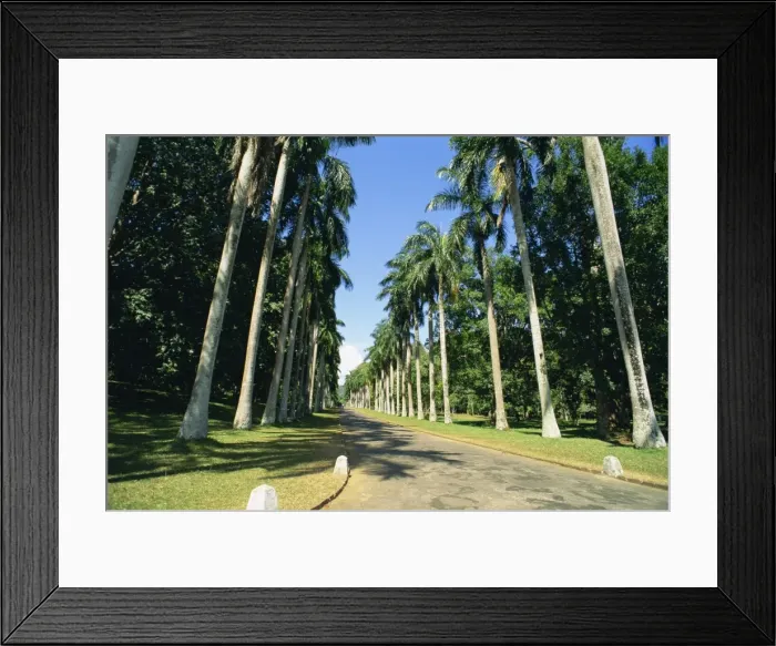 Framed Print : Botanical Gardens