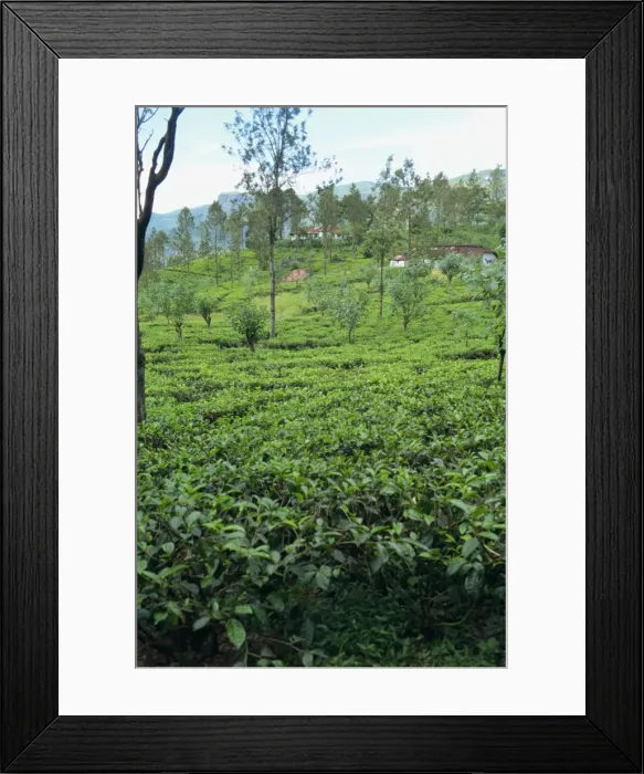 Framed Print : Tea plantations Framed Print : Tea plantations