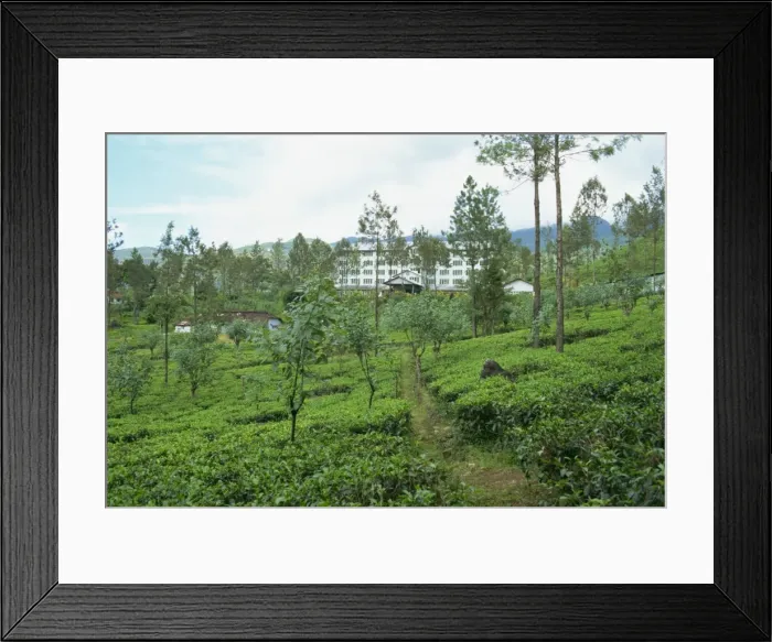 Framed Print : Tea plantations Framed Print : Tea plantations