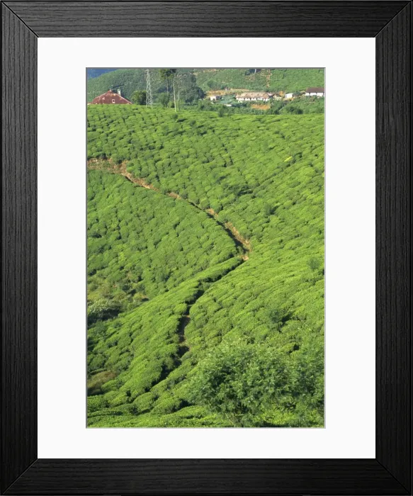 Framed Print : Tea plantation Framed Print : Tea plantation