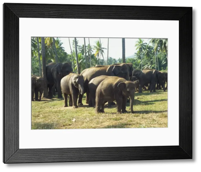 Framed Print : Elephant Orphanage Framed Print : Elephant Orphanage