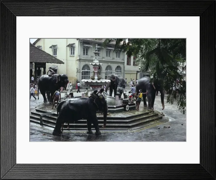 Framed Print : Bathing elephants in fountain Framed Print : Bathing elephants in fountain