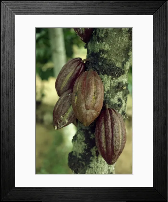 Framed Print : Close-up of cocoa pods on a tree in Sri Lanka Framed Print : Close-up of cocoa pods on a tree in Sri Lanka