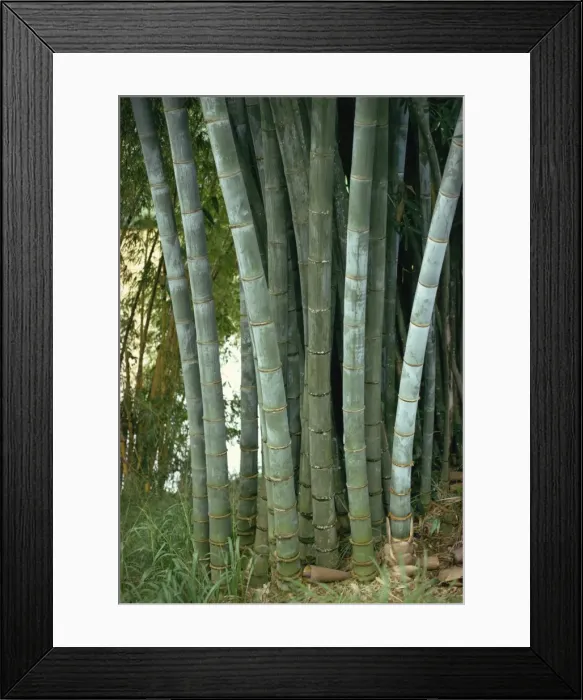 Framed Print : Bamboo stems in the Peradeniya Botanical Gardens in Kandy Framed Print : Bamboo stems in the Peradeniya Botanical Gardens in Kandy