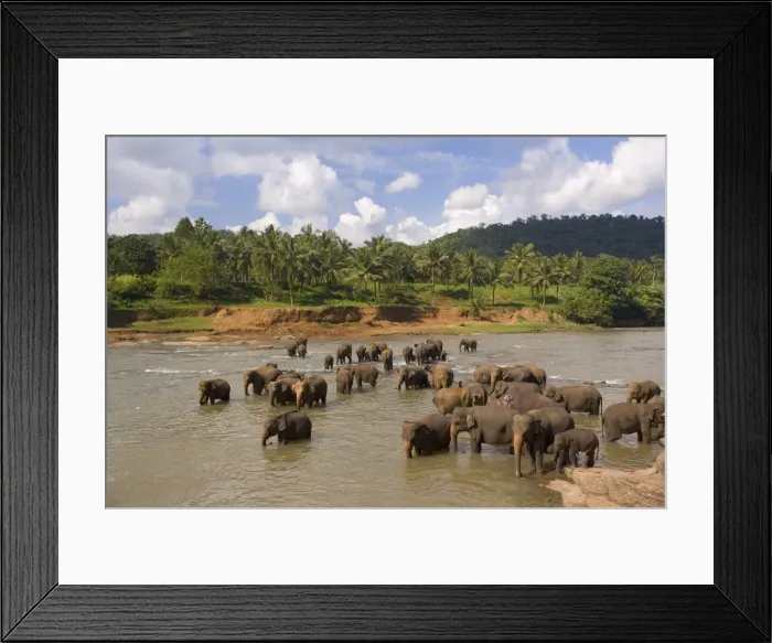 Framed Print : Elephants bathing in the river Framed Print : Elephants bathing in the river