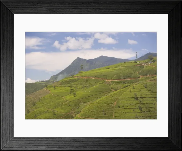 Framed Print : Tea estates in the Tea Hills Framed Print : Tea estates in the Tea Hills