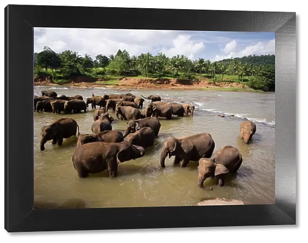 Elephants bathing in the river