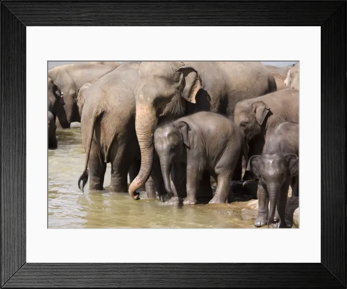 Framed Print : Elephants bathing in the river Framed Print : Elephants bathing in the river