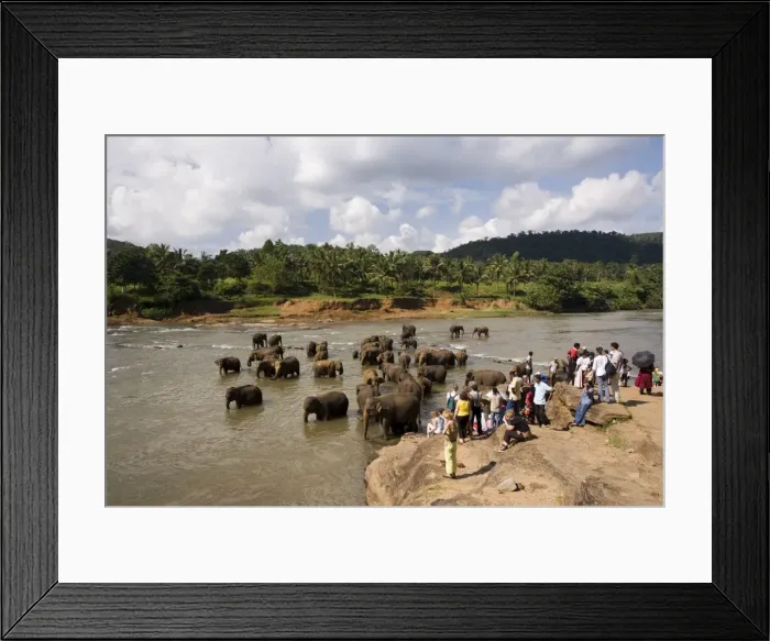 Framed Print : Pinnewala Elephant Orphanage near Kegalle Framed Print : Pinnewala Elephant Orphanage near Kegalle