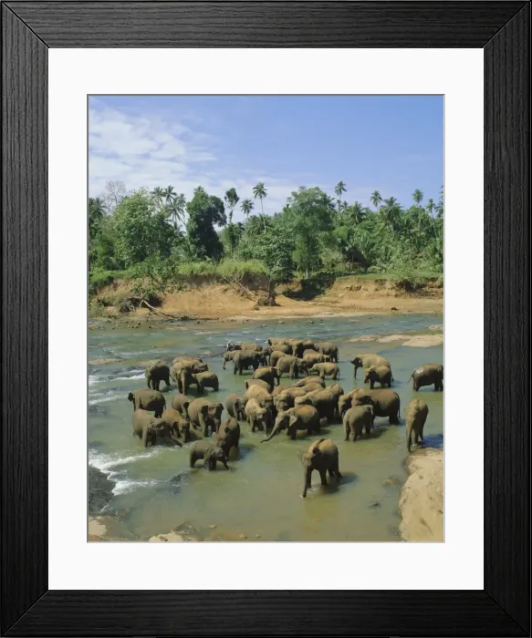 Framed Print : Elephants in the river Framed Print : Elephants in the river