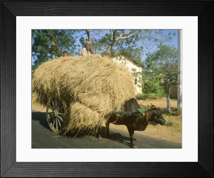 Framed Print : Loaded ox cart Framed Print : Loaded ox cart